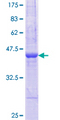 HTR2B / 5-HT2B Receptor Protein - 12.5% SDS-PAGE Stained with Coomassie Blue.
