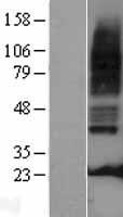 HTR3A / 5-HT3A Receptor Protein - Western validation with an anti-DDK antibody * L: Control HEK293 lysate R: Over-expression lysate