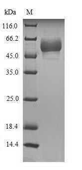 HTR3E / 5-HT3E Receptor Protein - (Tris-Glycine gel) Discontinuous SDS-PAGE (reduced) with 5% enrichment gel and 15% separation gel.