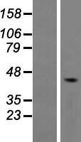 HTR4 / 5-HT4 Receptor Protein - Western validation with an anti-DDK antibody * L: Control HEK293 lysate R: Over-expression lysate