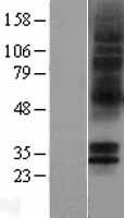 HTR5A / 5-HT5A Receptor Protein - Western validation with an anti-DDK antibody * L: Control HEK293 lysate R: Over-expression lysate