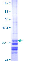 HTR5A / 5-HT5A Receptor Protein - 12.5% SDS-PAGE Stained with Coomassie Blue.