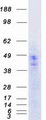 HTR5A / 5-HT5A Receptor Protein - Purified recombinant protein HTR5A was analyzed by SDS-PAGE gel and Coomassie Blue Staining