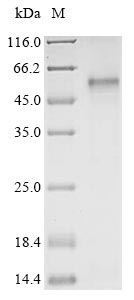HTR7 / 5HT7 Receptor Protein - (Tris-Glycine gel) Discontinuous SDS-PAGE (reduced) with 5% enrichment gel and 15% separation gel.