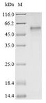 HTR7 / 5HT7 Receptor Protein - (Tris-Glycine gel) Discontinuous SDS-PAGE (reduced) with 5% enrichment gel and 15% separation gel.
