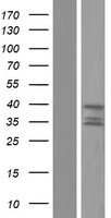 HTRA2 / OMI Protein - Western validation with an anti-DDK antibody * L: Control HEK293 lysate R: Over-expression lysate