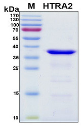 HTRA2 / OMI Protein - SDS-PAGE under reducing conditions and visualized by Coomassie blue staining