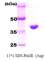 HTRA2 / OMI Protein