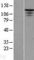 HTS1 / ST5 Protein - Western validation with an anti-DDK antibody * L: Control HEK293 lysate R: Over-expression lysate