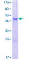 HTTY1 / TTYH1 Protein - 12.5% SDS-PAGE of human TTYH1 stained with Coomassie Blue