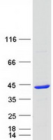 HTYW5 / C2orf60 Protein - Purified recombinant protein TYW5 was analyzed by SDS-PAGE gel and Coomassie Blue Staining
