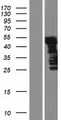 HUFI-2 / LRRFIP2 Protein - Western validation with an anti-DDK antibody * L: Control HEK293 lysate R: Over-expression lysate