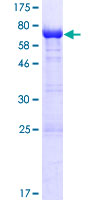 HUFI-2 / LRRFIP2 Protein - 12.5% SDS-PAGE of human LRRFIP2 stained with Coomassie Blue