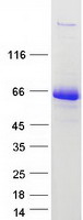 HUFI-2 / LRRFIP2 Protein - Purified recombinant protein LRRFIP2 was analyzed by SDS-PAGE gel and Coomassie Blue Staining