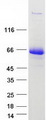 HUFI-2 / LRRFIP2 Protein - Purified recombinant protein LRRFIP2 was analyzed by SDS-PAGE gel and Coomassie Blue Staining