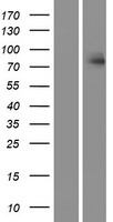 HUNK / B19 Protein - Western validation with an anti-DDK antibody * L: Control HEK293 lysate R: Over-expression lysate