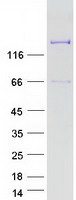 HUPF2 / UPF2 Protein - Purified recombinant protein UPF2 was analyzed by SDS-PAGE gel and Coomassie Blue Staining
