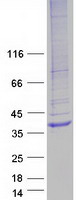 HVCN1 / HV1 Protein - Purified recombinant protein HVCN1 was analyzed by SDS-PAGE gel and Coomassie Blue Staining