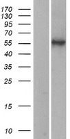 HYAL2 Protein - Western validation with an anti-DDK antibody * L: Control HEK293 lysate R: Over-expression lysate