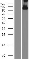 HYDIN Protein - Western validation with an anti-DDK antibody * L: Control HEK293 lysate R: Over-expression lysate