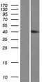 HYKK / AGPHD1 Protein - Western validation with an anti-DDK antibody * L: Control HEK293 lysate R: Over-expression lysate
