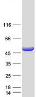 HYPE / FICD Protein - Purified recombinant protein FICD was analyzed by SDS-PAGE gel and Coomassie Blue Staining