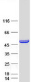 HYPE / FICD Protein - Purified recombinant protein FICD was analyzed by SDS-PAGE gel and Coomassie Blue Staining