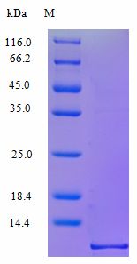 I-309 / CCL1 Protein