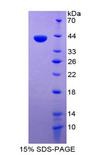 I-309 / CCL1 Protein - Recombinant Chemokine C-C-Motif Ligand 1 By SDS-PAGE