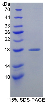 I-BABP / FABP6 Protein - Recombinant  Fatty Acid Binding Protein 6, Ileal By SDS-PAGE