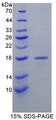 I-BABP / FABP6 Protein - Recombinant  Fatty Acid Binding Protein 6, Ileal By SDS-PAGE