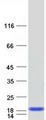 I-BABP / FABP6 Protein - Purified recombinant protein FABP6 was analyzed by SDS-PAGE gel and Coomassie Blue Staining