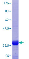 I-FABP / FABP2 Protein - 12.5% SDS-PAGE Stained with Coomassie Blue.