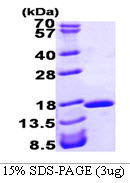 I-FABP / FABP2 Protein