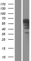 IA-6 / INSM2 Protein - Western validation with an anti-DDK antibody * L: Control HEK293 lysate R: Over-expression lysate