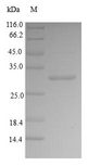 IBSP / Bone Sialoprotein Protein - (Tris-Glycine gel) Discontinuous SDS-PAGE (reduced) with 5% enrichment gel and 15% separation gel.