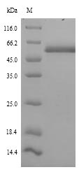 ICA69 / ICA1 Protein - (Tris-Glycine gel) Discontinuous SDS-PAGE (reduced) with 5% enrichment gel and 15% separation gel.