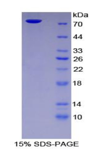 ICAM-1 / CD54 Protein - Recombinant Intercellular Adhesion Molecule 1 By SDS-PAGE