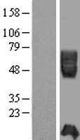 ICAM2 / CD102 Protein - Western validation with an anti-DDK antibody * L: Control HEK293 lysate R: Over-expression lysate