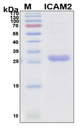 ICAM2 / CD102 Protein - SDS-PAGE under reducing conditions and visualized by Coomassie blue staining