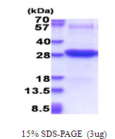 ICAM2 / CD102 Protein