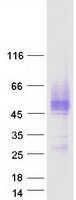 ICAM2 / CD102 Protein - Purified recombinant protein ICAM2 was analyzed by SDS-PAGE gel and Coomassie Blue Staining