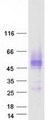 ICAM2 / CD102 Protein - Purified recombinant protein ICAM2 was analyzed by SDS-PAGE gel and Coomassie Blue Staining
