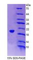ICAM3 / CD50 Protein - Recombinant Intercellular Adhesion Molecule 3 By SDS-PAGE