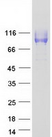 ICAM3 / CD50 Protein - Purified recombinant protein ICAM3 was analyzed by SDS-PAGE gel and Coomassie Blue Staining