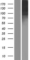 ICAM5 / ICAM-5 Protein - Western validation with an anti-DDK antibody * L: Control HEK293 lysate R: Over-expression lysate