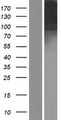 ICAM5 / ICAM-5 Protein - Western validation with an anti-DDK antibody * L: Control HEK293 lysate R: Over-expression lysate