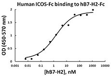 ICOS / CD278 Protein - Recombinant human ICOS-Fc Chimera is able to bind recombinant human B7-H2-Fc protein in a dose dependent manner. The Kd value of this binding is <5 nM.