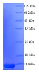 ICP47 Protein Protein