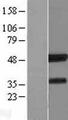ICSBP / IRF8 Protein - Western validation with an anti-DDK antibody * L: Control HEK293 lysate R: Over-expression lysate